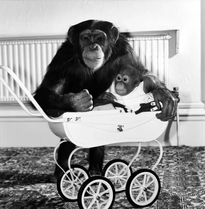 Framed Print : Chimp and Orang-Utang: Little Butterfly': Everyone lends a hand to rear