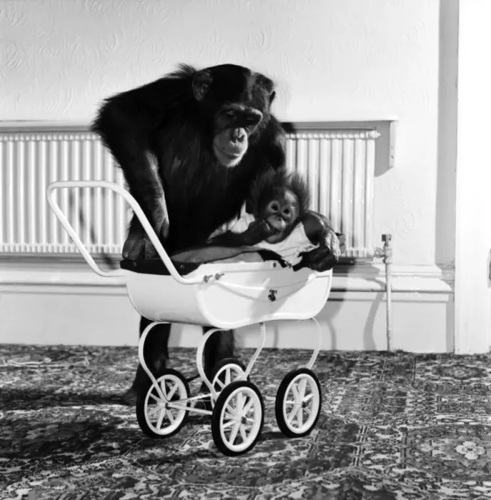 Framed Print : Chimp and Orang-Utang: Little Butterfly': Everyone lends a hand to rear Framed Print : Chimp and Orang-Utang: Little Butterfly': Everyone lends a hand to rear