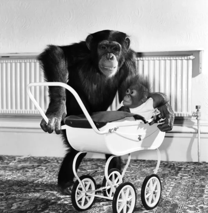 Framed Print : Chimp and Orang-Utang: Little Butterfly': Everyone lends a hand to rear Framed Print : Chimp and Orang-Utang: Little Butterfly': Everyone lends a hand to rear