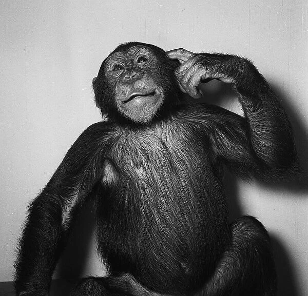 A Chimp scratching his head, 1955
