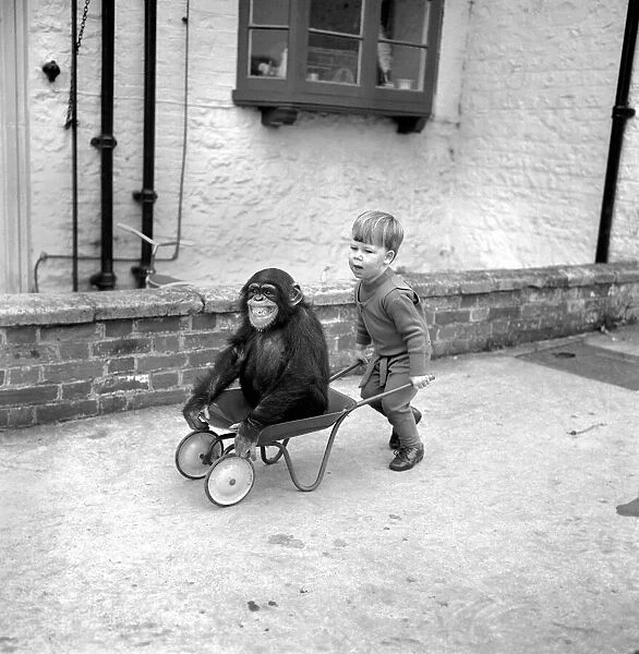 The chimp who lives with a boy: Charles, the two-year-old Chimp