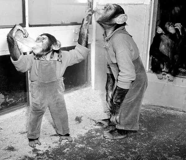 Chimpanezees at Bertram Mills circus seen here enjoying a drink. 3rd April 1954