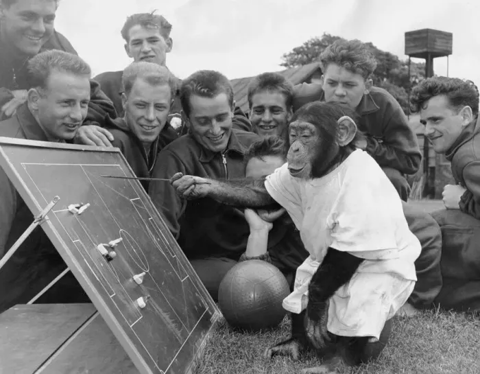 Framed Print : Chimpanzee August 1962 Jackie The Chimp at Flamingo Park Zoo Yorkshire discussing team Framed Print : Chimpanzee August 1962 Jackie The Chimp at Flamingo Park Zoo Yorkshire discussing team