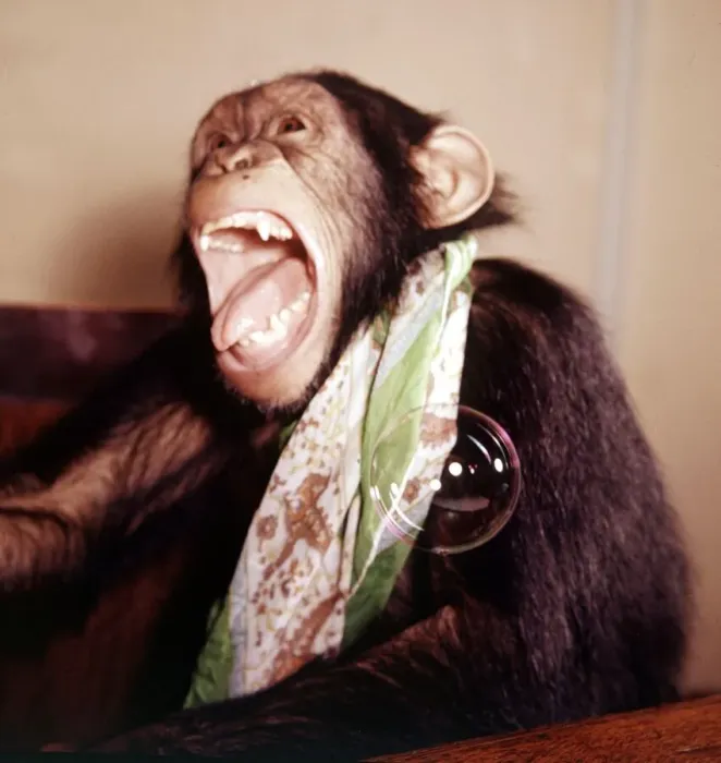 Framed Print : A chimpanzee at Bellue Vue Zoo blowing bubbles January 1968