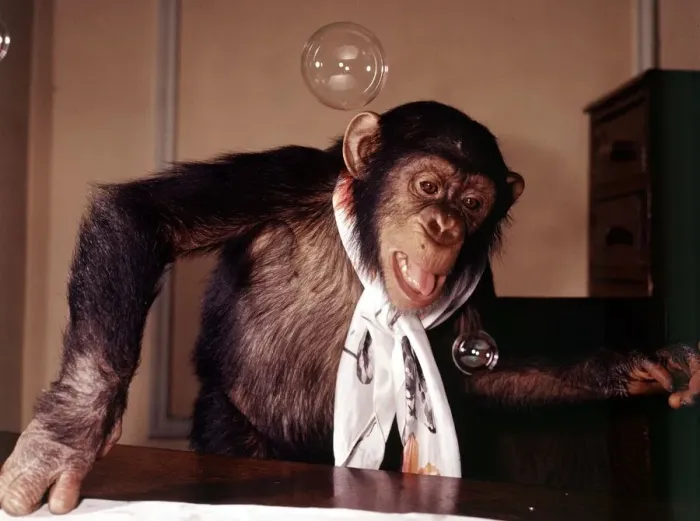 Framed Print : A chimpanzee at Bellue Vue Zoo blowing bubbles January 1968 Framed Print : A chimpanzee at Bellue Vue Zoo blowing bubbles January 1968