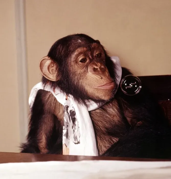 Framed Print : A chimpanzee at Bellue Vue Zoo blowing bubbles January 1968