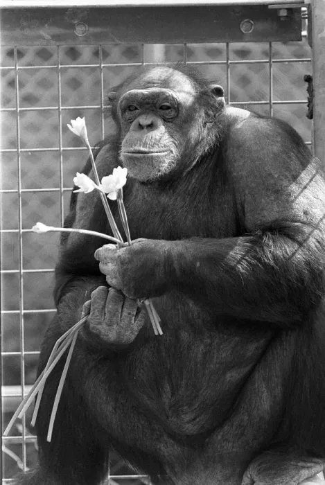 Framed Print : A CHIMPANZEE AT CHESSINGTON ZOO 17 / 03 / 1986 Framed Print : A CHIMPANZEE AT CHESSINGTON ZOO 17 / 03 / 1986