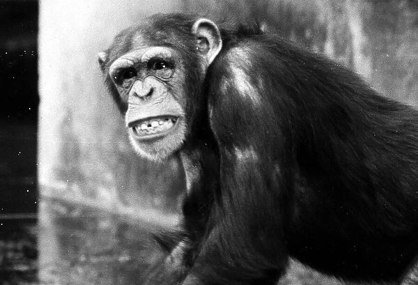 Chimpanzee at Chester Zoo April 1971 meg and sue