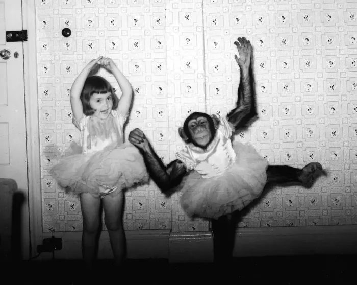 Framed Print : Chimpanzee dancing with girl 1957 Animals Unusual Conda the chimp from Billy