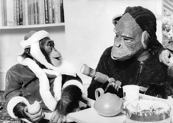 Chimpanzee dressed in a Father Christmas outfit about to pull a cracker with a man