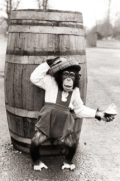Chimpanzee in dungarees and a hat standing in front of a barrel