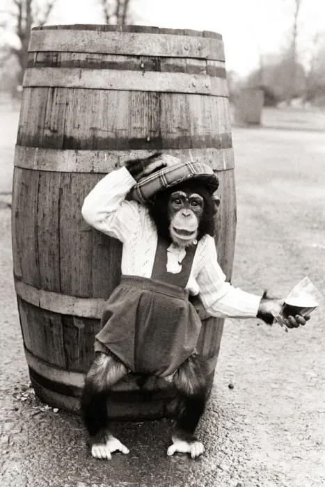 Framed Print : Chimpanzee in dungarees and a hat standing in front of a barrel Framed Print : Chimpanzee in dungarees and a hat standing in front of a barrel