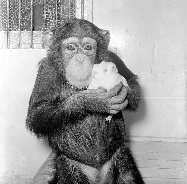 Chimpanzee with guinea pig. October 1953 D6148-001