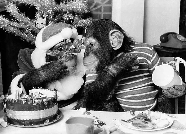 Chimpanzee having a Christmas party. December 1978 P004071