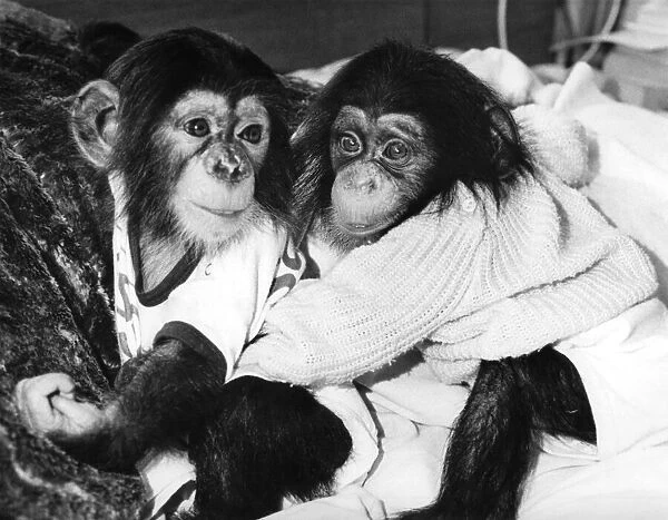 Chimpanzee Jamie (Right). November 1987 P009710