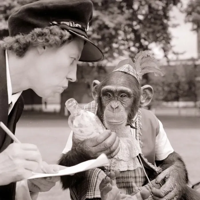 Framed Print : Chimpanzee on motorcycle being booked for drinking and driving Framed Print : Chimpanzee on motorcycle being booked for drinking and driving