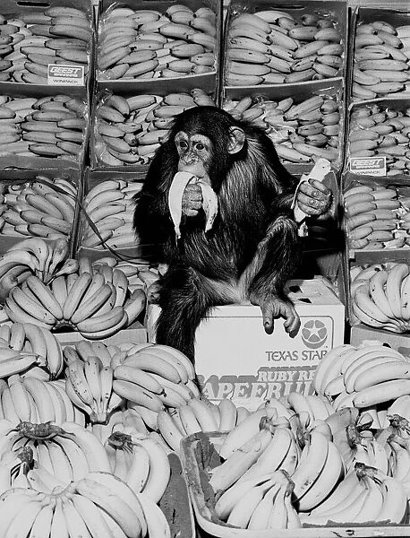 A Chimpanzee in paradise at Twycross Zoo. 20th February 1976
