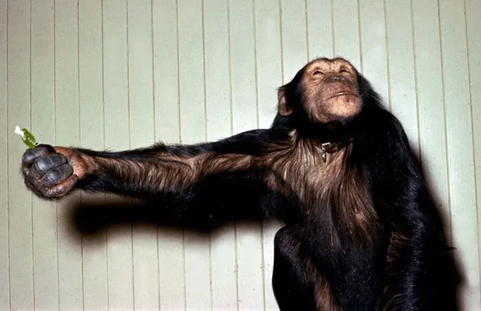 Framed Print : Chimpanzee presenting a sweetie at London Zoo circa 1970s A©Mirrorpix