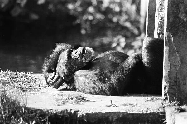 Chimpanzee relaxing at the Chimpanzee breeding centre at Chester Zoo 23rd October