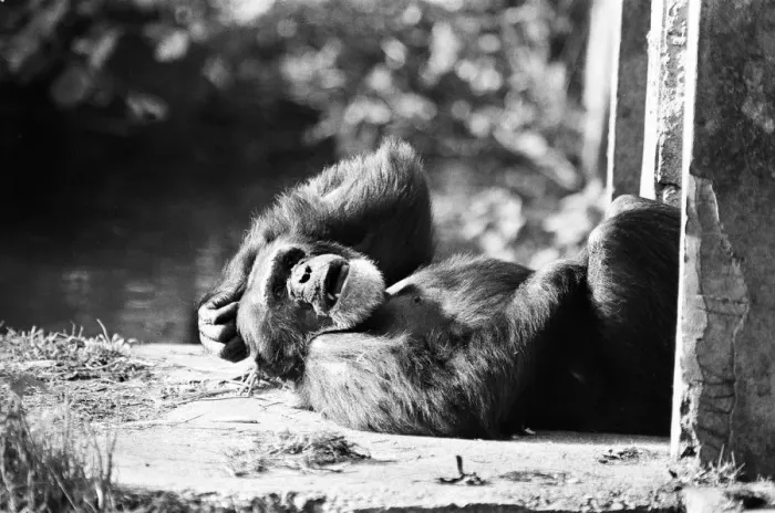 Framed Print : Chimpanzee relaxing at the Chimpanzee breeding centre at Chester Zoo 23rd October Framed Print : Chimpanzee relaxing at the Chimpanzee breeding centre at Chester Zoo 23rd October