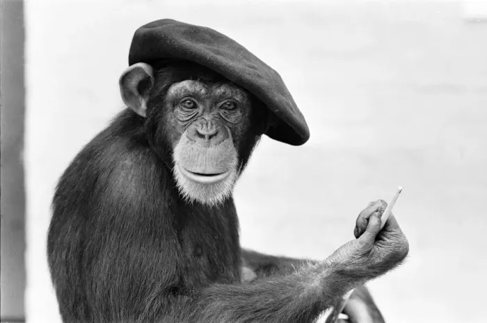 Framed Print : Chimpanzee seen here in London Zoo posing with his latest creation 17th May 1955 Framed Print : Chimpanzee seen here in London Zoo posing with his latest creation 17th May 1955