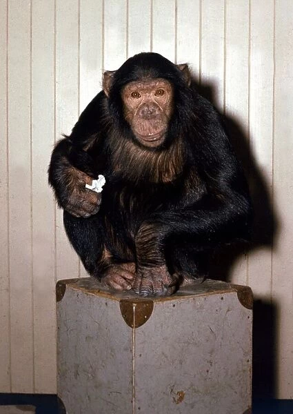 Chimpanzee sitting on a box at London Zoo Circa 1980