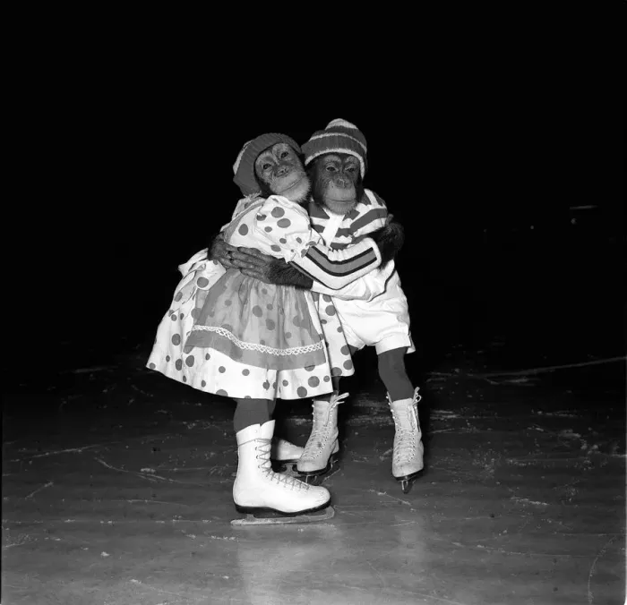 Framed Print : Chimpanzee skating stars who will appear in the Ice Show Around the World in Eighty Days Framed Print : Chimpanzee skating stars who will appear in the Ice Show Around the World in Eighty Days