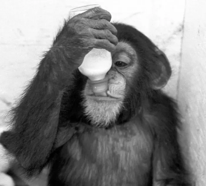 Framed Print : Chimpanzee at Southam zoo, Warwickshire. August 28th 1967 Local Caption Neg Framed Print : Chimpanzee at Southam zoo, Warwickshire. August 28th 1967 Local Caption Neg