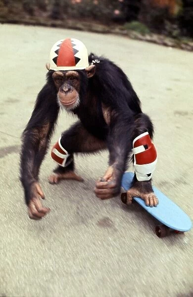 Chimpanzee at Twycross Zoo. Chimp Aged 6 on a Skateboard November 1977