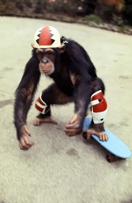 Framed Print : Chimpanzee at Twycross Zoo. Chimp Aged 6 on a Skateboard November 1977