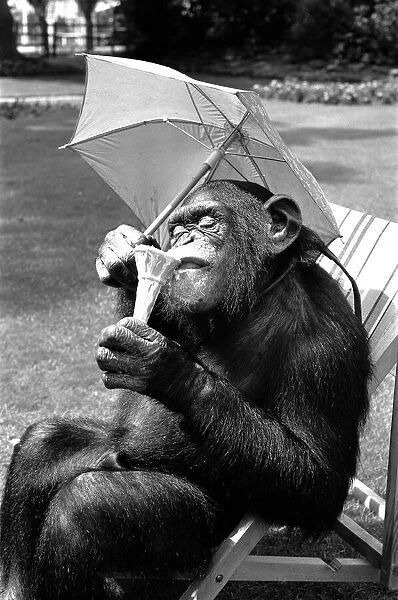 A Chimpanzee at Twycross Zoo embracing the Summer weather with an ice cream cone