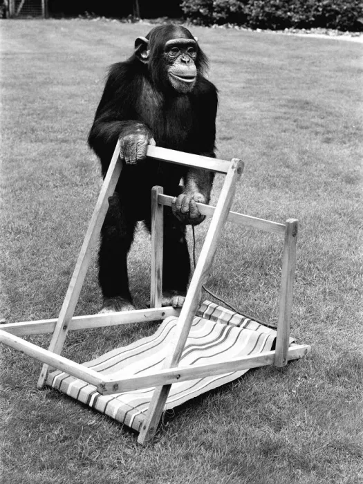 Framed Print : A Chimpanzee at Twycross Zoo embracing the Summer weather with a deck chair Framed Print : A Chimpanzee at Twycross Zoo embracing the Summer weather with a deck chair