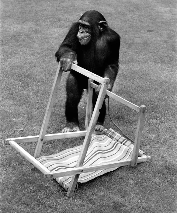 Framed Print : A Chimpanzee at Twycross Zoo embracing the Summer weather with a deck chair Framed Print : A Chimpanzee at Twycross Zoo embracing the Summer weather with a deck chair