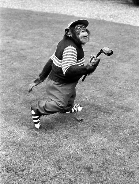 A Chimpanzee at Twycross Zoo geared up for golf. 10th September 1980