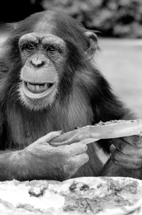 Framed Print : Chimpanzee at Twycross Zoo gives a shout of disapproval after eating some of his jam Framed Print : Chimpanzee at Twycross Zoo gives a shout of disapproval after eating some of his jam