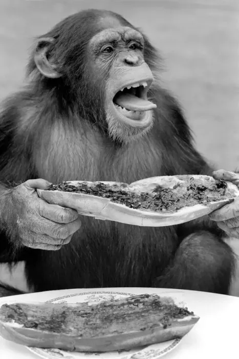 Framed Print : Chimpanzee at Twycross Zoo gives a shout of disapproval after eating some of his jam Framed Print : Chimpanzee at Twycross Zoo gives a shout of disapproval after eating some of his jam