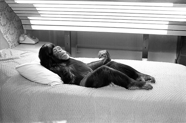 A Chimpanzee at Twycross Zoo relaxing under lights. 27th May 1981