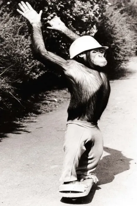 Framed Print : A Chimpanzee wearing a crash helmet riding on a skate board