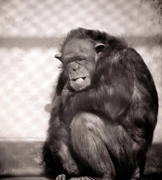 Chimpanzee at Whipsnade Zoo March 1959 A©Mirrorpix