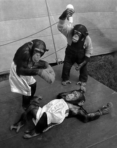 Chimpanzees during a boxing matched watched by the referee