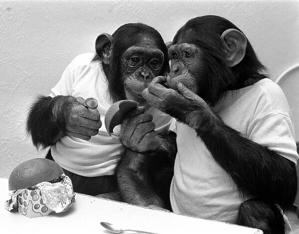 Two Chimpanzees celebrating Easter with chocolate eggs at Twycross Zoo. 25th March 1981