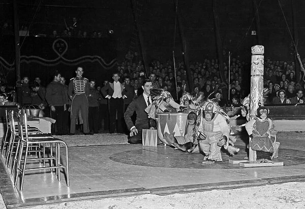Chimpanzees in native american costumes performing under the Bertram Mills Circus