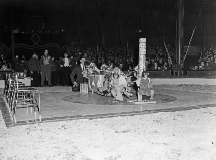 Framed Print : Chimpanzees in native american costumes performing under the Bertram Mills Circus Framed Print : Chimpanzees in native american costumes performing under the Bertram Mills Circus