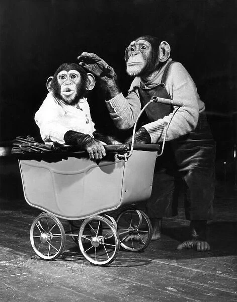 Chimpanzees performing at Bertram Mills Circus. April 1952 P000196