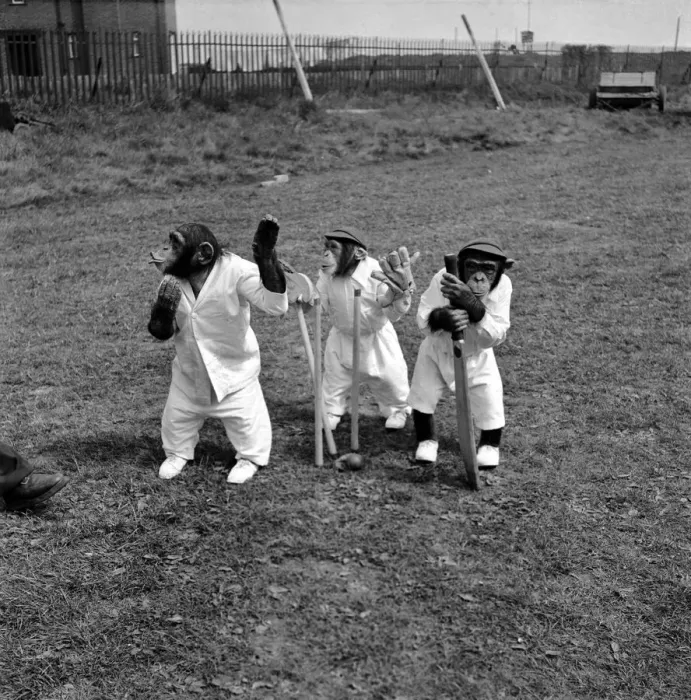 Framed Print : Chimpanzees playing Cricket. May 1953 D2836-002 Framed Print : Chimpanzees playing Cricket. May 1953 D2836-002