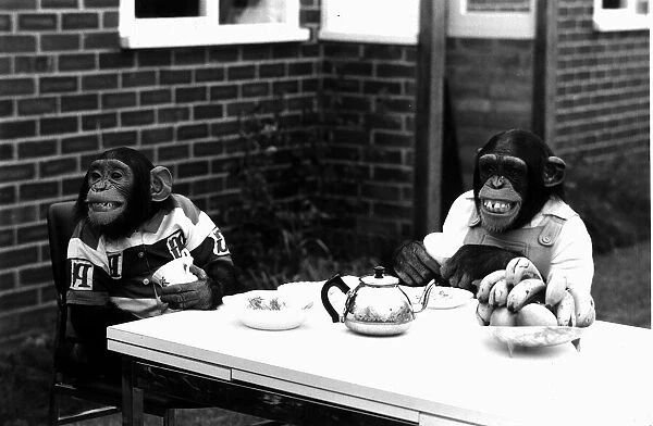 Chimpanzees tea party, October 1973
