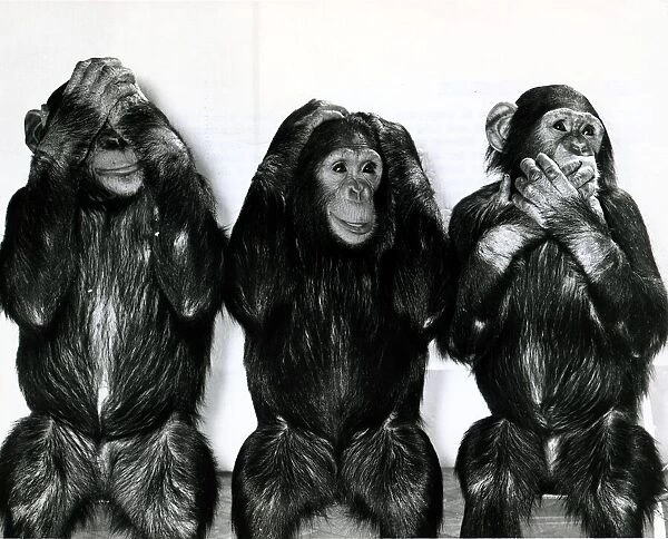 Chimpanzees from Twycross Zoo in Leicestershire pose for Daily Mirror photographer Arthur