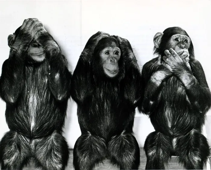 Framed Print : Chimpanzees from Twycross Zoo in Leicestershire pose for Daily Mirror photographer Arthur Framed Print : Chimpanzees from Twycross Zoo in Leicestershire pose for Daily Mirror photographer Arthur