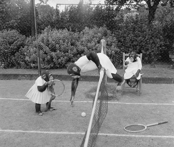 Chimps from Billy Smarts Circus enjoying a game of tennis Animals Monkeys