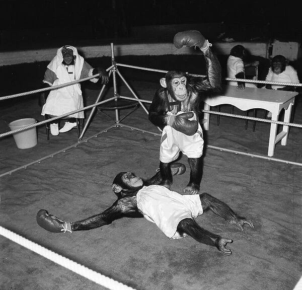 Chimps boxing match at Bertram Mills Circus 1955
